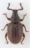 Cathormiocerus horrens